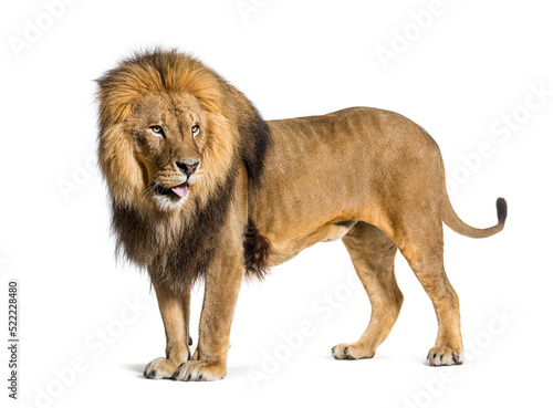Fototapeta Naklejka Na Ścianę i Meble -  Side view of a Male adult lion sticking the tongue out