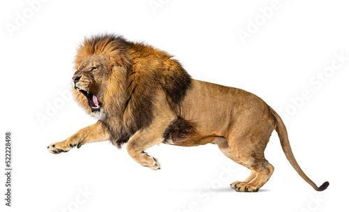 Male adult lion, Panthera leo, leaping mouth open, isolated