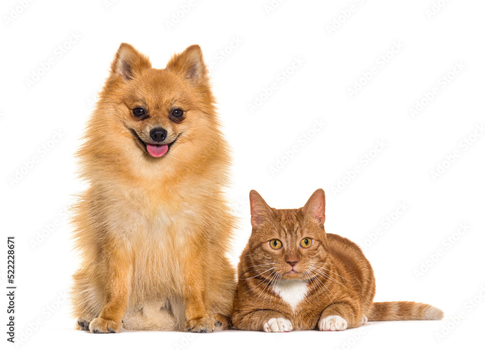 Cat and dog together, Spitz and Ginger crossbreed cat