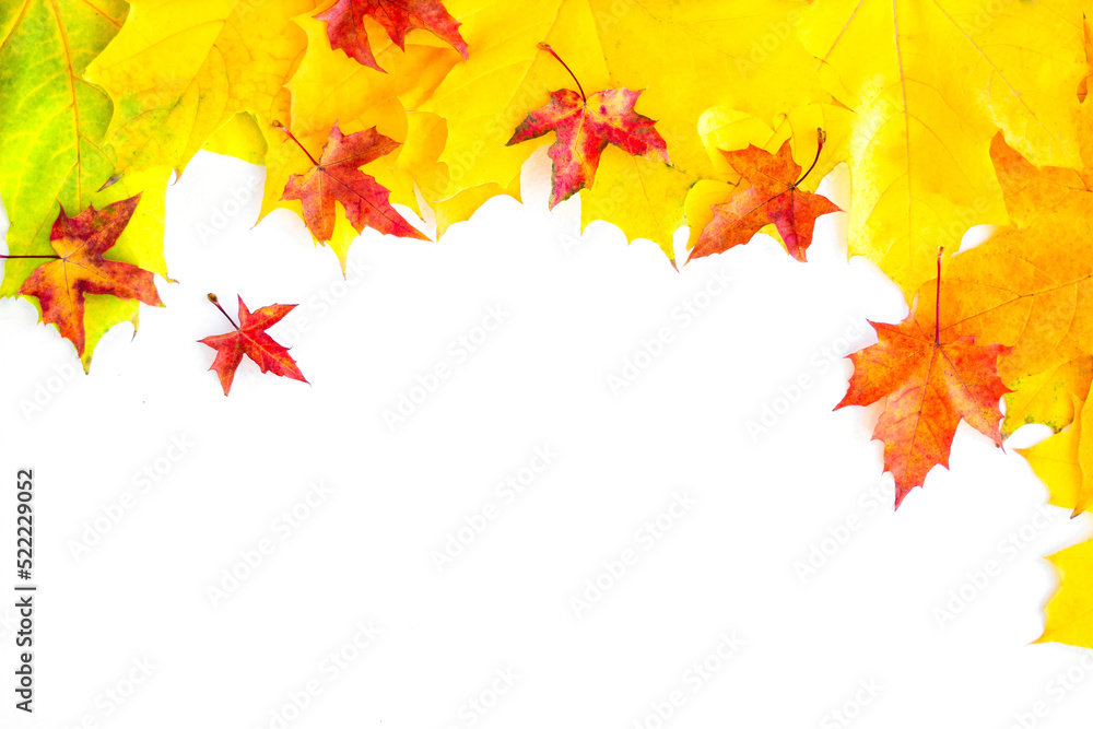 Background of many yellow maple leaves with space for text on a white background. Autumn Leaf Background Background of many yellow maple leaves with space for text on a white background. Autumn Leaf Background