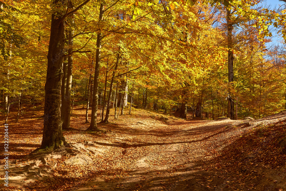Fototapeta premium mountain autumn landscape with colorful forest
