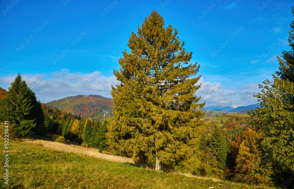 Fototapeta premium mountain autumn landscape with colorful forest