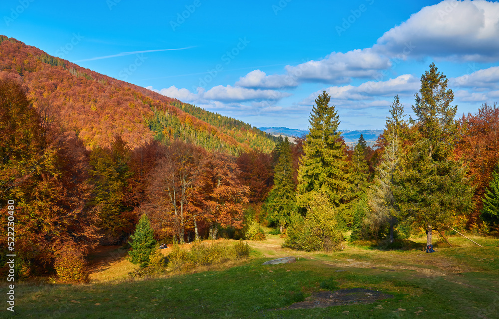 Forest on a sunny day in autumn season. Forest on a sunny day in autumn season.