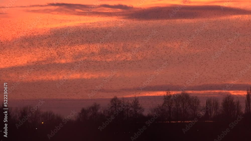 Starling murmuration as large flock of birds fly in formation in the evening sky UK England 4K Starling murmuration as large flock of birds fly in formation in the evening sky UK England 4K