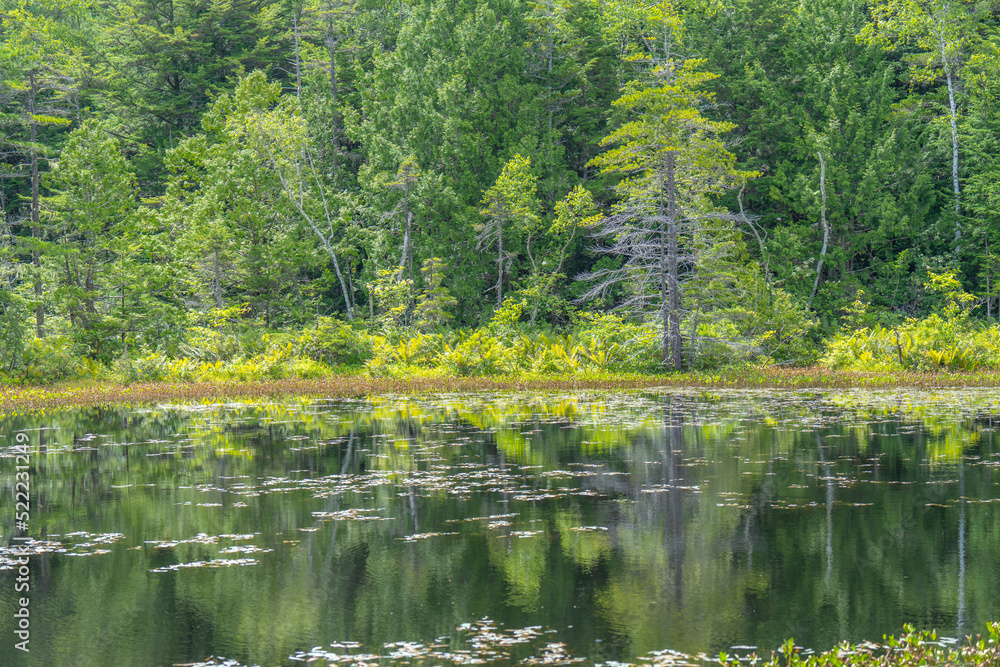 Fototapeta premium 牛留池