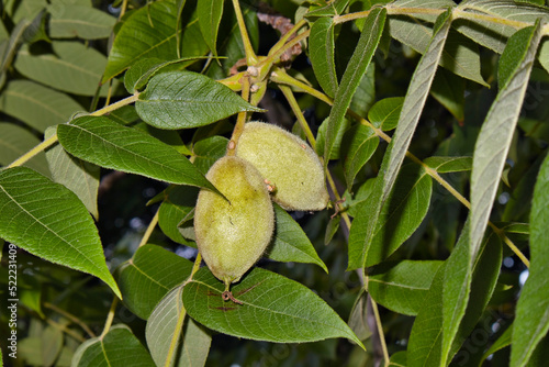 Fotografie Juglans cinerea, butternut