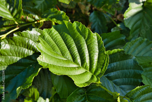 Photos fresh green alder tree leaves
