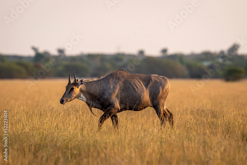 wild male nilgai or blue bull or Boselaphus tragocamelus an asian antelope side profile in soft evening light in scenic landscape of forest of india photo