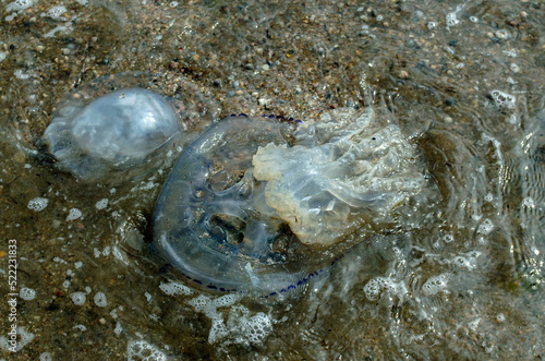 Jellyfish on the seashore