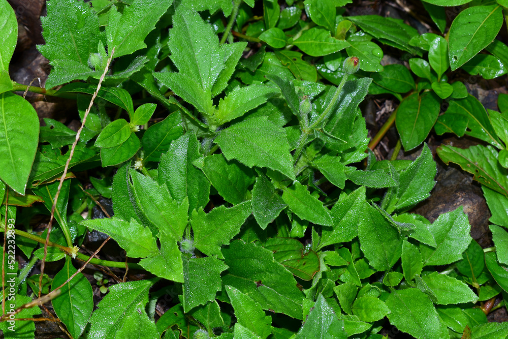 Tridax procumbens is also used as treatment for boils, blisters and cuts by local healers in parts of India. It is listed as a noxious weed in the United States Tridax procumbens is also used as treatment for boils, blisters and cuts by local healers in parts of India. It is listed as a noxious weed in the United States