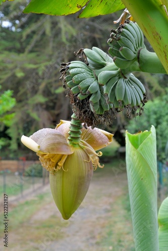 Bananier en Bretagne