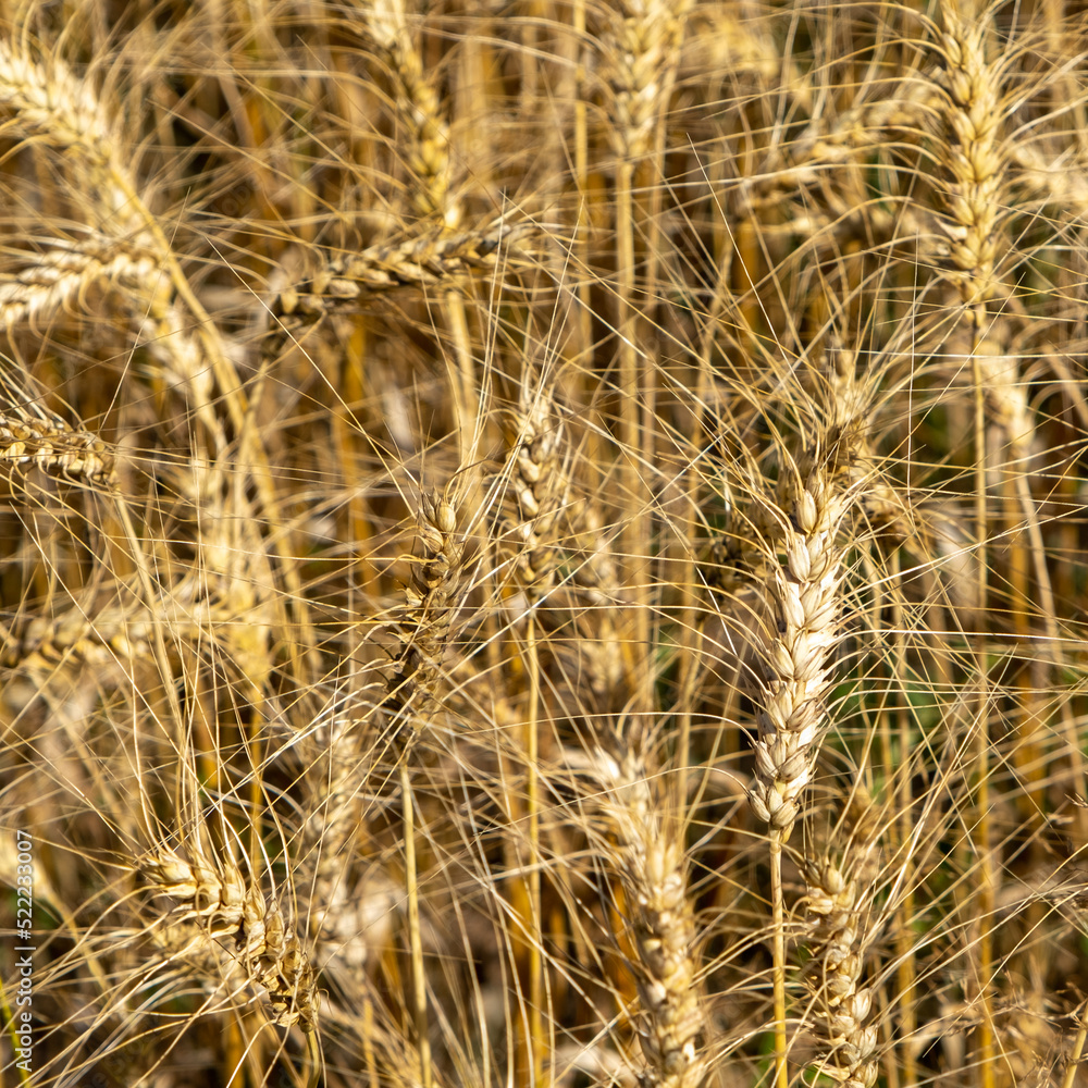Fototapeta premium Golden wheat field. Beautiful nature sunset landscape. Meadow wheat field background of ripening ears. Concept of high yield and productive seed industry. Bread crisis in the world.