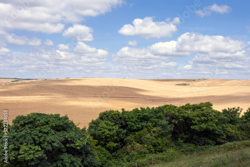 View of cereal fields in the South Downs National Park  East Sussex  England