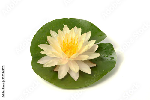 Pink water lily on green leaf isolated on white background, Lotus flower blooming photo