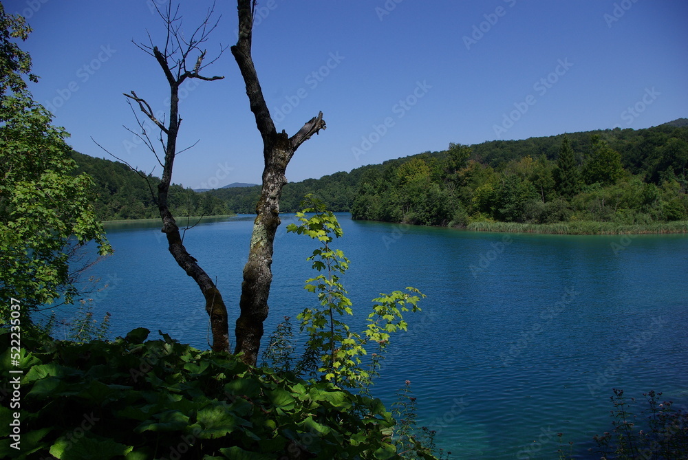 Naklejka premium Suche drzewo na tle jeziora, Plitwickie Jeziora, Chorwacja