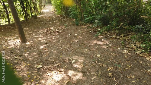 a walk in the forest