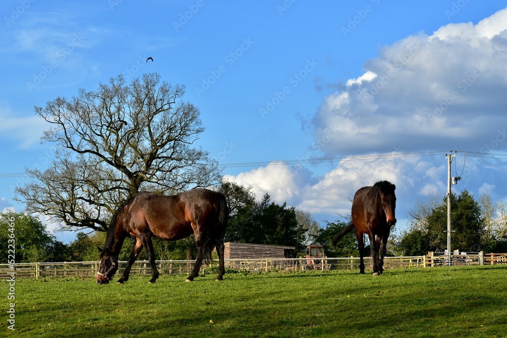 Two bay horses in the farm field in spring, England, UK Two bay horses in the farm field in spring, England, UK