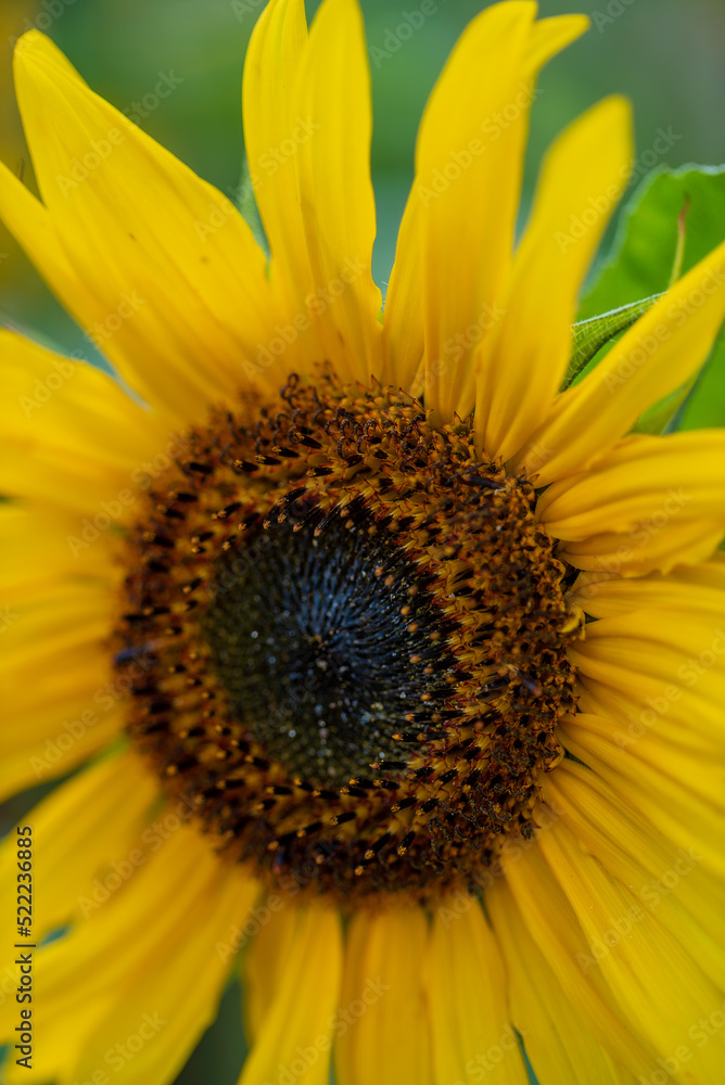 sunflowers in the garden, macro sunflowers in the garden, macro