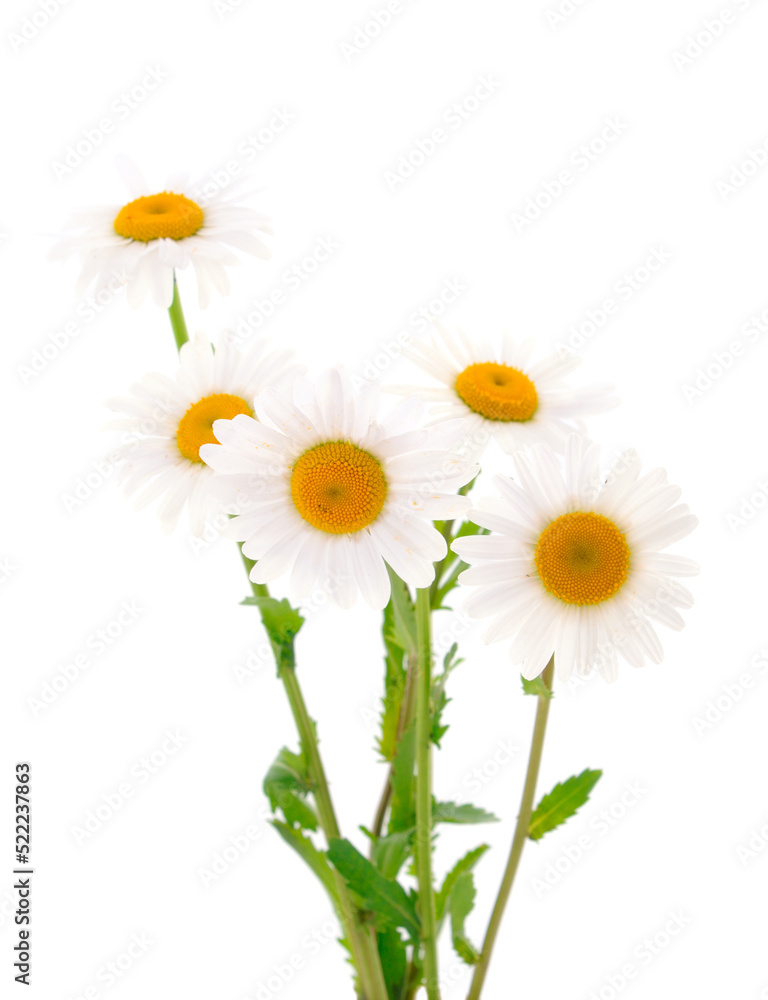Beautifu white wildflowers. Beautifu white wildflowers.