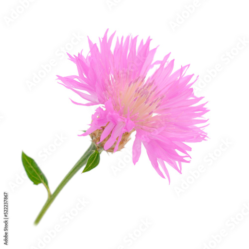 One pink wildflower isolated.