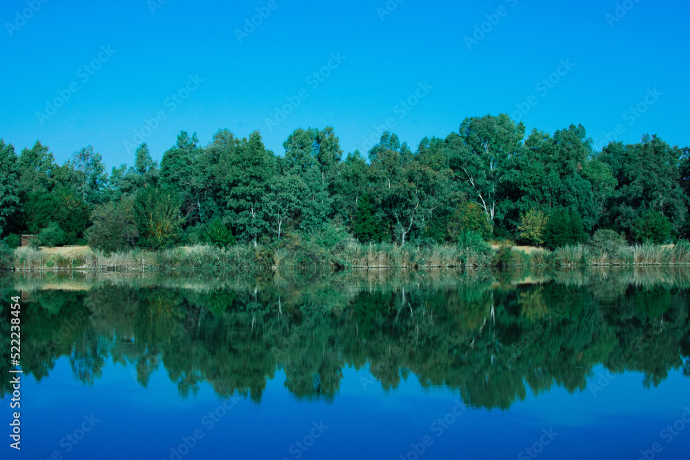 Obraz premium forest reflected in the lake