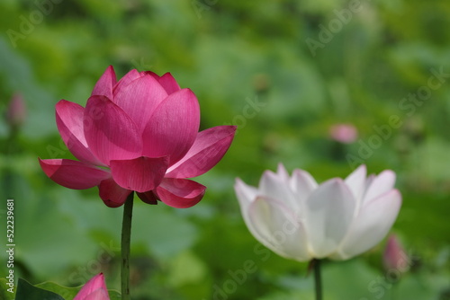 the small view of a beautiful lotus flower in the middle of summer