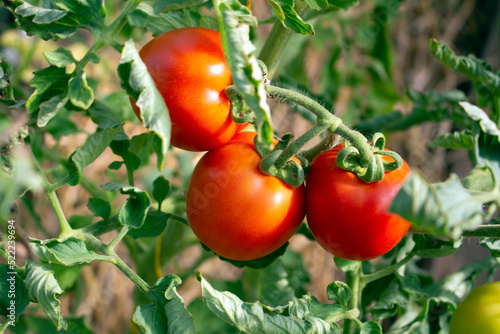 Branch of red ripe tomatoes growing on a green tomato plant with leaves in the background.