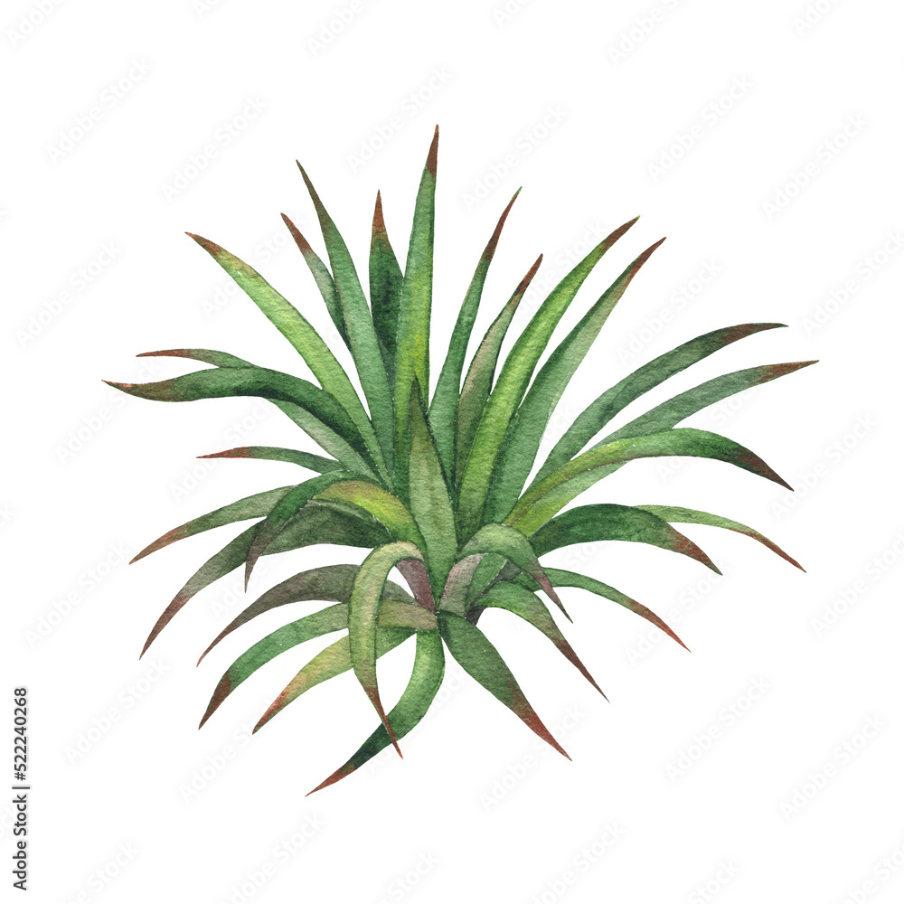 Watercolor succulents, cactus. Isolated object on a white background. Green indoor flowers. High quality illustration Watercolor succulents, cactus. Isolated object on a white background. Green indoor flowers. High quality illustration