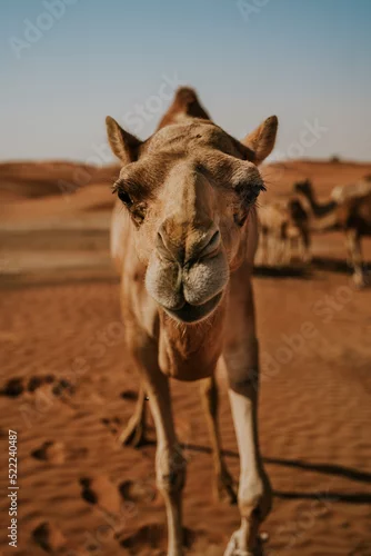 Fototapeta samoprzylepna Wielbłąd