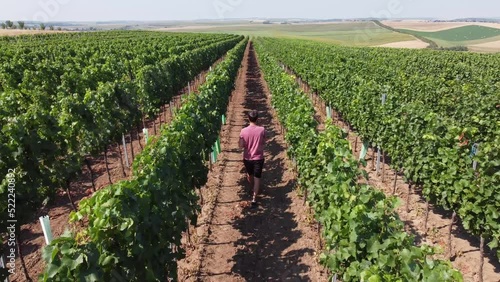 Aspiring winemaker goes through his crop and evaluates the vines over the summer, wondering what the harvest will be like. Grower's Spirit. Kyjov, Czech republic. 4k video