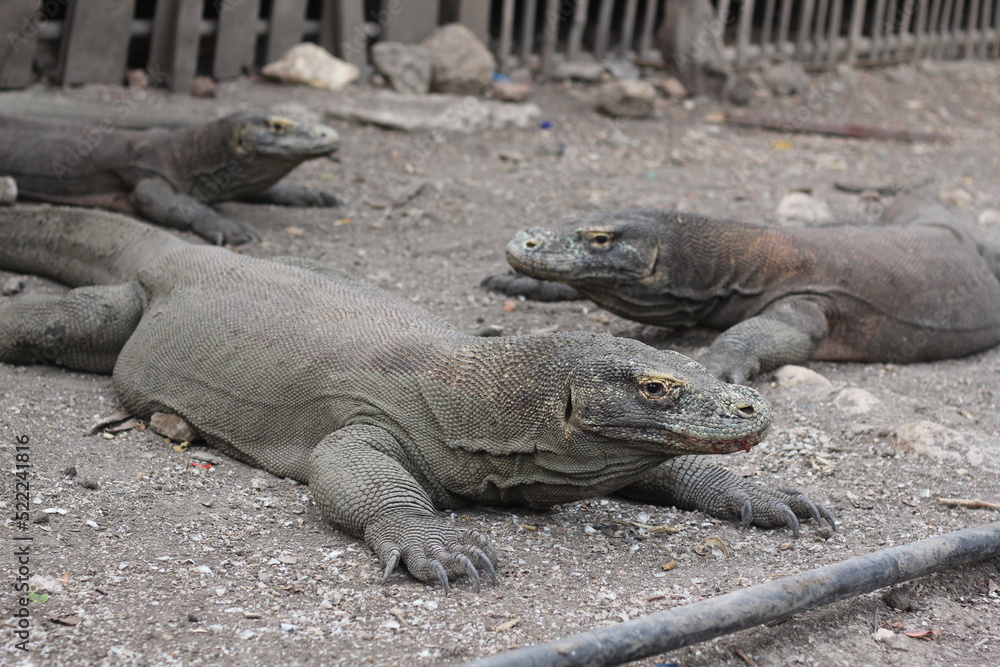 Komodo dragon is on the ground. Interesting perspective. The low point shooting. Indonesia. Komodo National Park. Komodo dragon is on the ground. Interesting perspective. The low point shooting. Indonesia. Komodo National Park.
