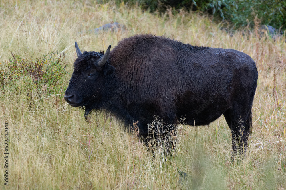 American Bison, Bison bison, in Yelowstone National Park American Bison, Bison bison, in Yelowstone National Park