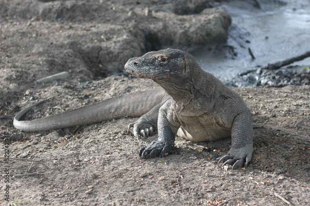 Komodo dragon is on the ground. Interesting perspective. The low point shooting. Indonesia. Komodo National Park. An excellent illustration.