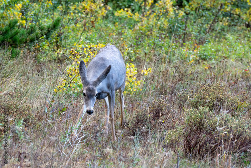 Slika na platnu Mule Deer (Odocoileus hemionus) on alert in scrubland in Monatana