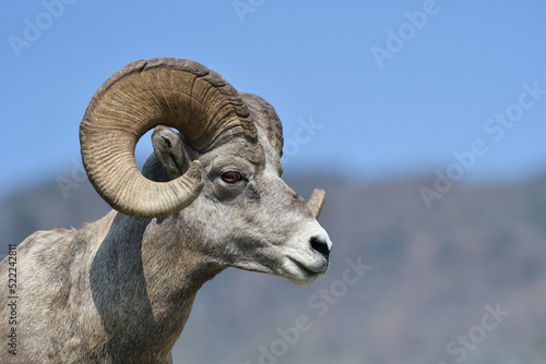 Mouflon Goat at Glacier National Park USA