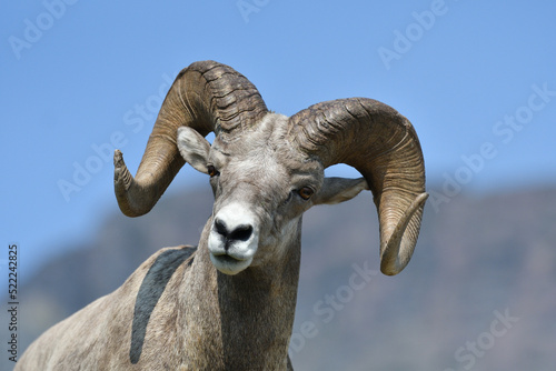 Photography Mouflon Goat at Glacier National Park USA