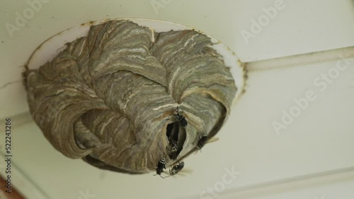 A wasp nest built into a pot light fixture in a ceiling. One wasp crawls out and flies away as others stay on the nest. Slow motion. photo