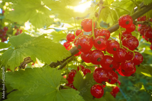 Red currants on a bush on a sunny day.