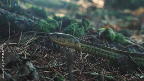 Garter Snake Slithers Through Forest