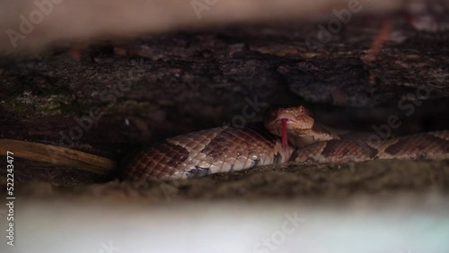 A Copperhead hides and waits under a rock taking shelter.