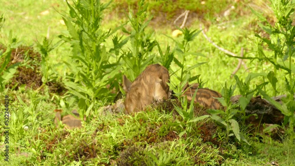 family wild boars in the forest. mom boar and her little babies wandering around the meadow. Wild pigs. Nature family wild boars in the forest. mom boar and her little babies wandering around the meadow. Wild pigs. Nature