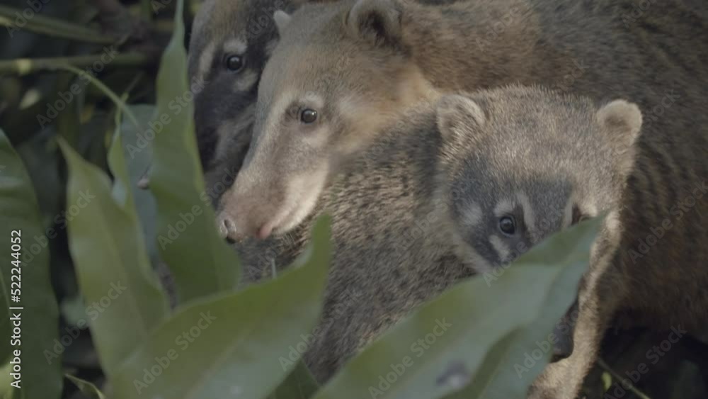 South American Coati huddled together, peeking out of the rainforest foliage. Telephoto shot. South American Coati huddled together, peeking out of the rainforest foliage. Telephoto shot.