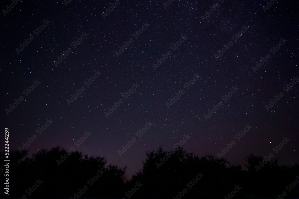 starry night sky above trees