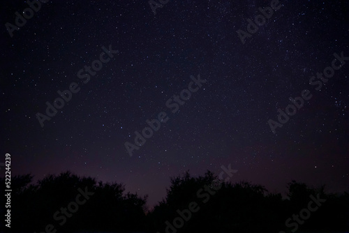 starry night sky above trees