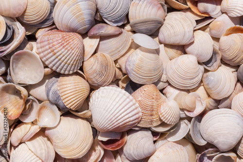heap of seashells lying at coast