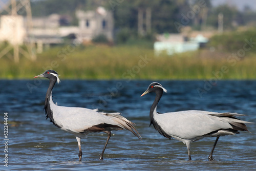 Demoiselle cranes wading birds in river water. Grey, black cranes in nature.