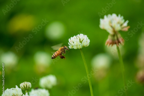 ミツバチとシロツメクサ © K.TARAKU