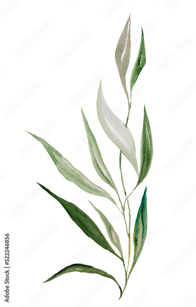 Green watercolor botanical leaf illustration isolated.  Element for wedding design