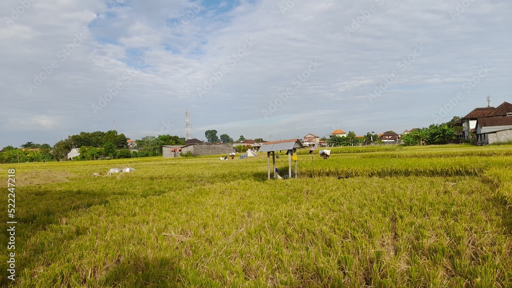 landscape with cows