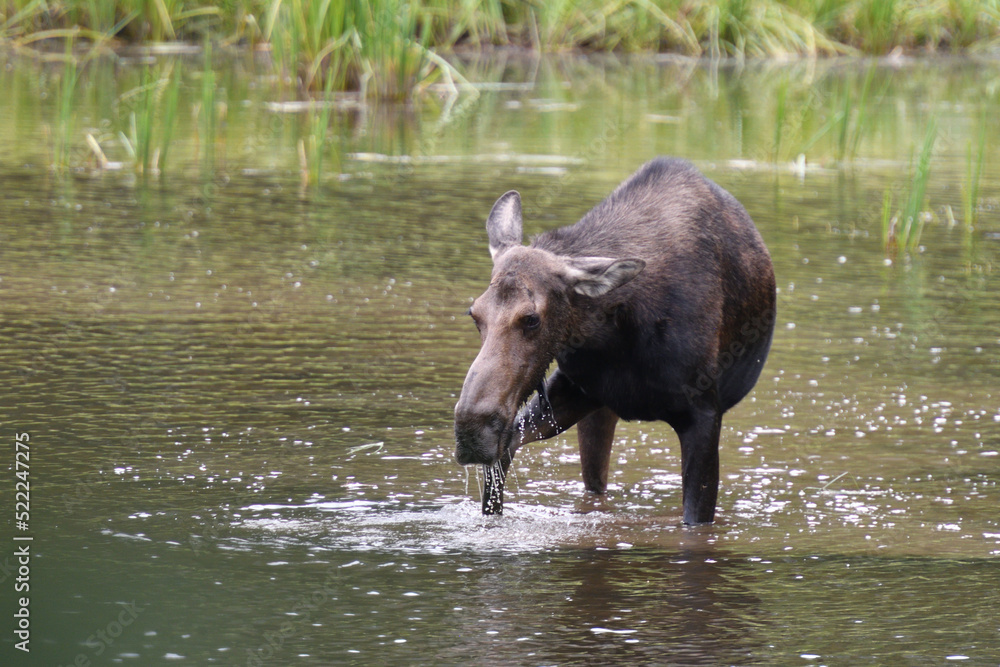 Moose in the lake in Grand Teton National Park USA Moose in the lake in Grand Teton National Park USA